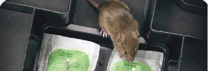 Rats Bait Treatment